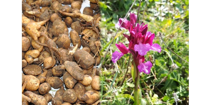 Salep, Karadeniz Tarımında Yeni Bir Dönem Başlatıyor