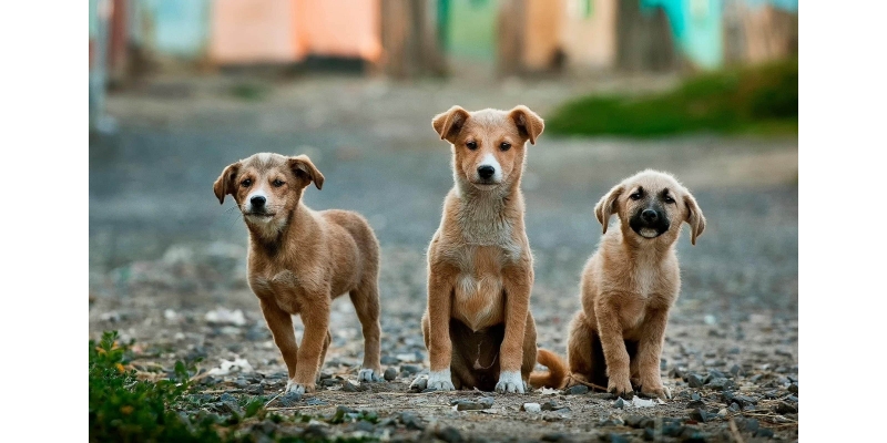 Toplama ve Öldürme Yetkisi İddiası! Sokak Hayvanları İçin Kritik Başvuru